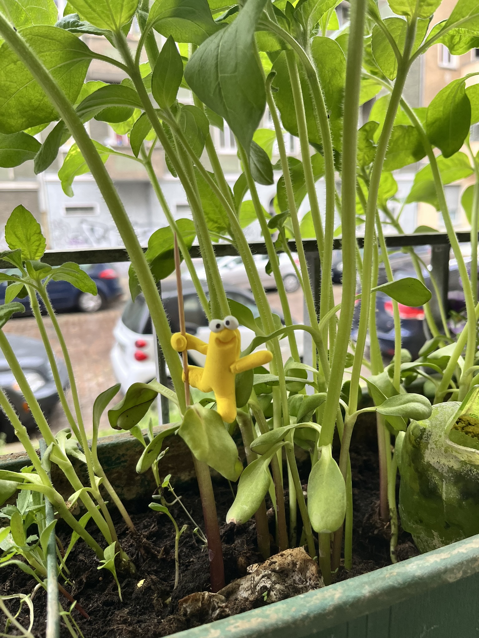 Gelber Squig klettert an Sonnenblume